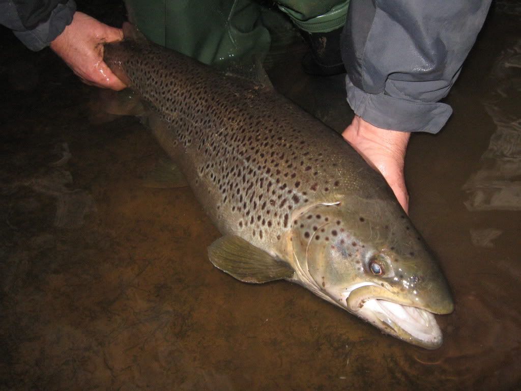 Monster Trout – Tasmania | iheartthefly
